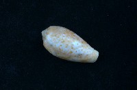 藏品(紅棗芋螺)的圖片